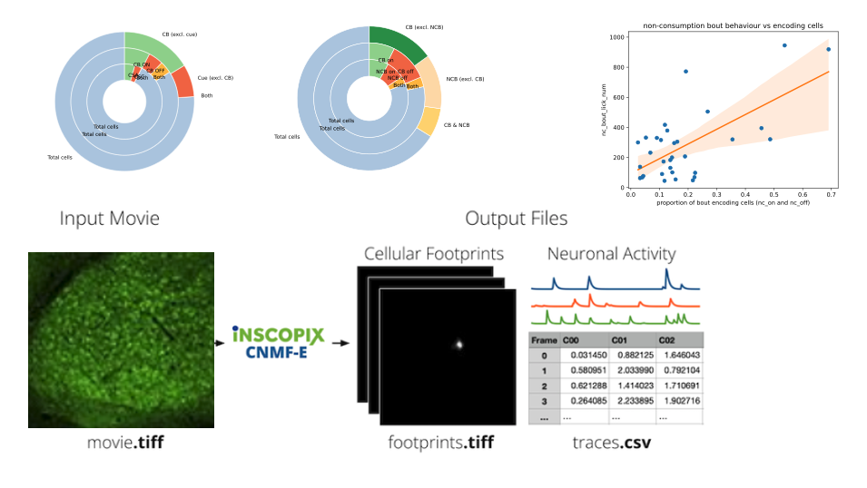 Miniscope CNMFe and Cell encoding analysis